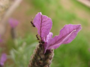 Hangya és levendula